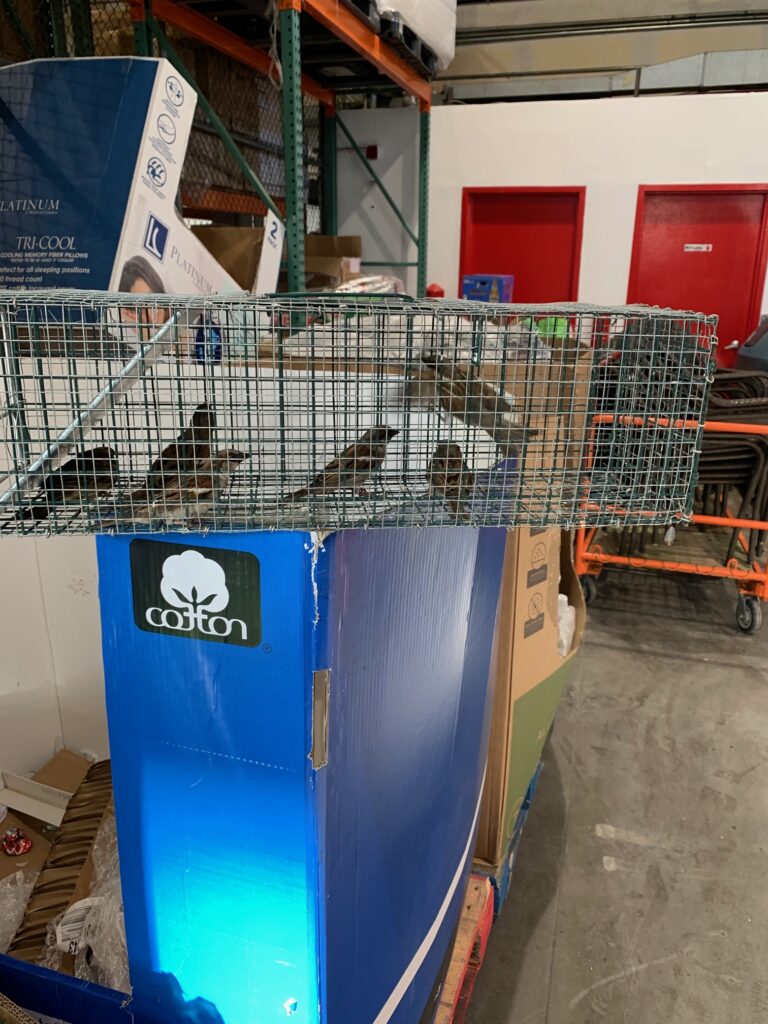 Pigeon Trapping