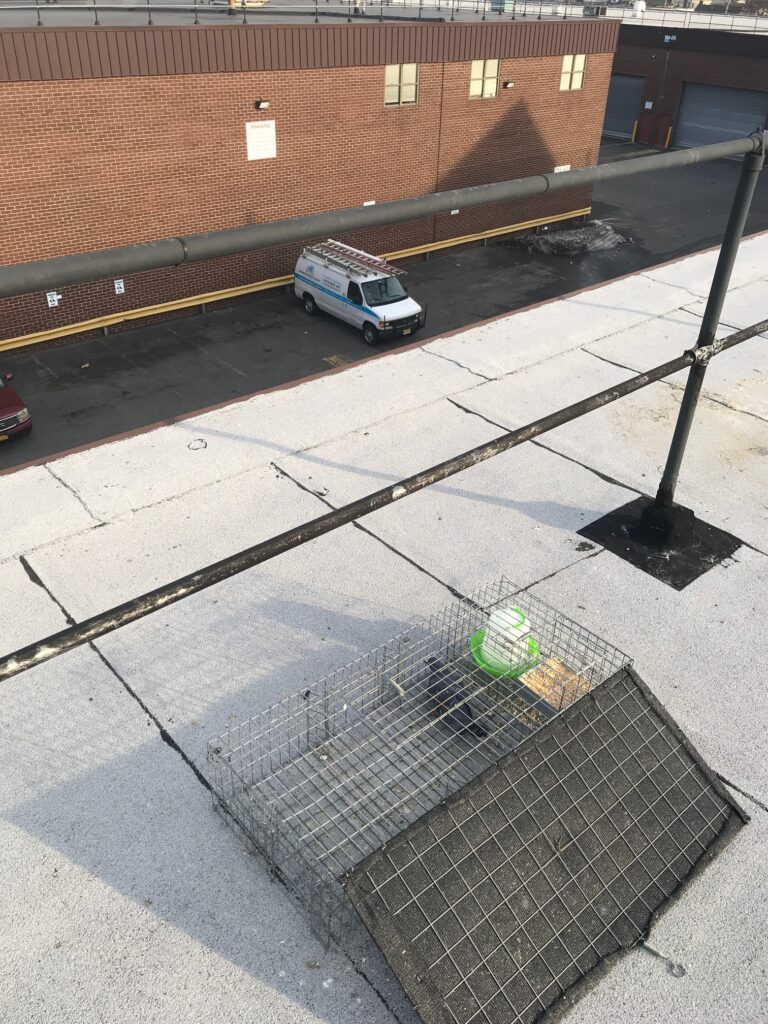 Pigeon Trapping