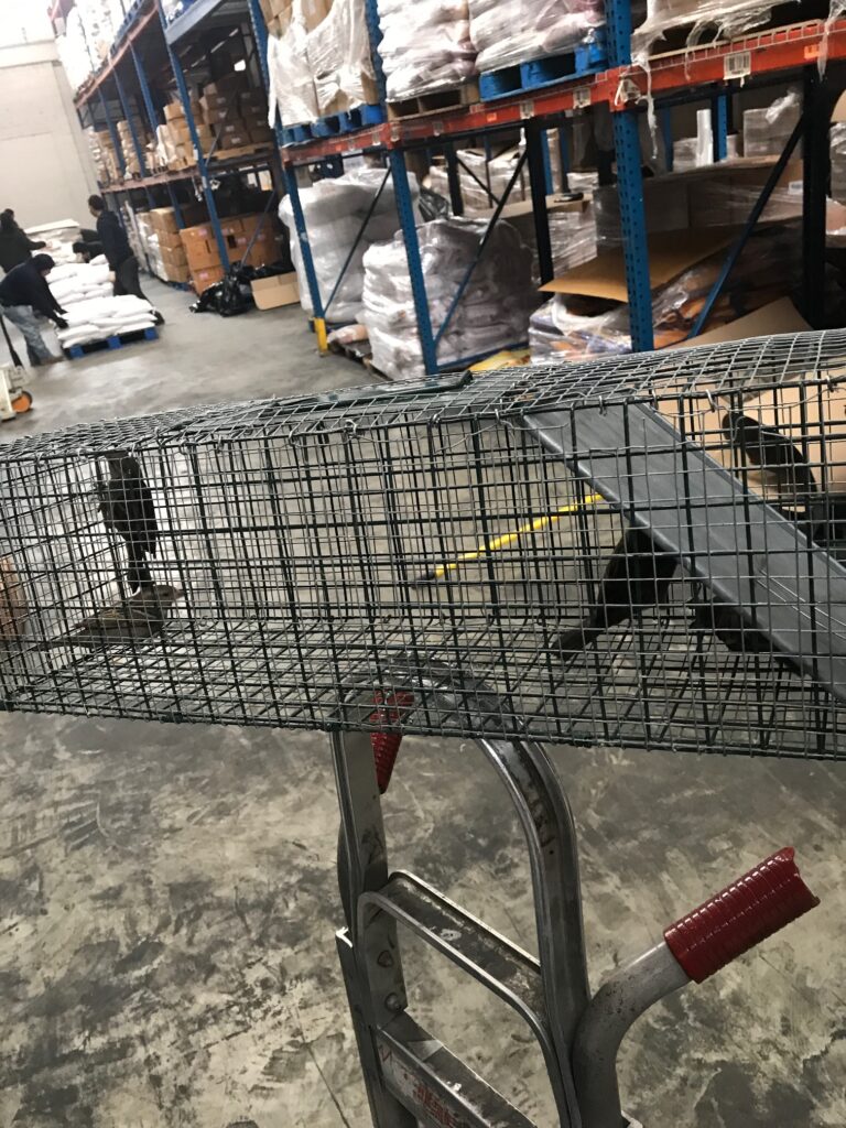 Live Capture Bird Removal