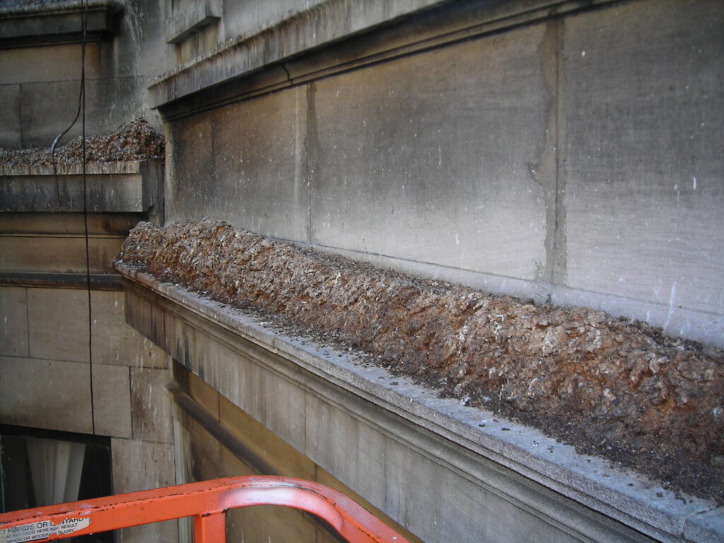 Remediation and Guano Abatement